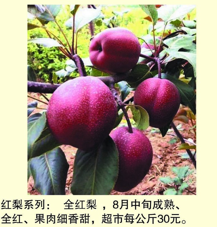全红梨-红梨系优良品种