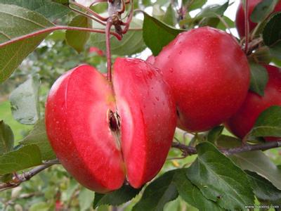 全红梨-红梨系优良品种(图4)